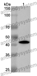 Anti-Mouse CD90/THY1 Polyclonal Antibody