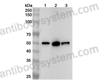 Anti-Mouse TP53/p53 Polyclonal Antibody