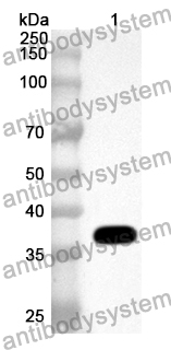 Anti-Mouse RLN1 Polyclonal Antibody