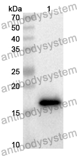 Anti-Mouse LGALS2 Polyclonal Antibody