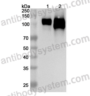 Anti-Mouse CD54/ICAM1 Polyclonal Antibody