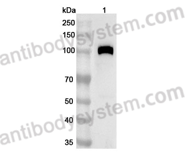 Anti-Mouse CD141/THBD Polyclonal Antibody