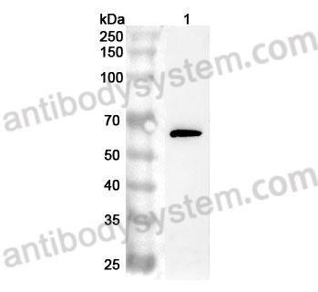 Anti-Mouse PROS1 Polyclonal Antibody