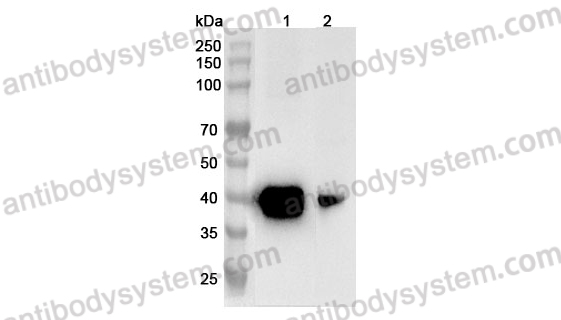 Anti-Mouse ASGR1 Polyclonal Antibody