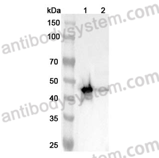 Anti-Mouse ASGR2 Polyclonal Antibody