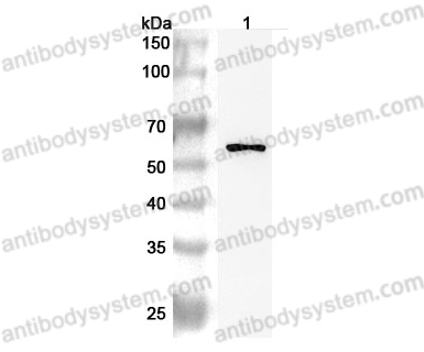 Anti-Mouse CD115/CSF1R Polyclonal Antibody