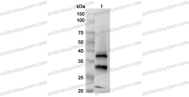 Anti-Mouse CTSB Polyclonal Antibody