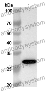 Anti-Mouse RET/c-RET Polyclonal Antibody