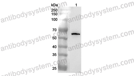 Anti-Mouse CD55 Polyclonal Antibody