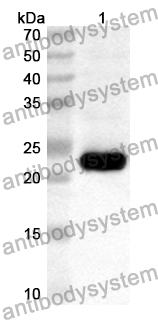 Anti-Mouse MMP3 Polyclonal Antibody