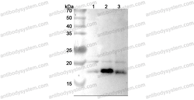 Anti-Mouse FGF2/bFGF Polyclonal Antibody