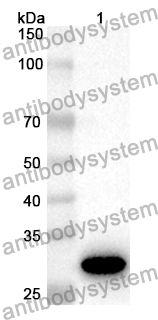 Anti-Mouse MMP7 Polyclonal Antibody