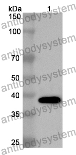 Anti-Mouse CD48 Polyclonal Antibody