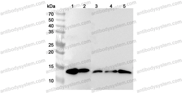 Anti-Mouse Gal1/LGALS1 Polyclonal Antibody