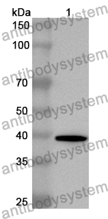 Anti-Mouse CD7 Polyclonal Antibody