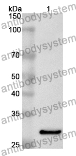 Anti-Mouse CSF1/M-CSF Polyclonal Antibody