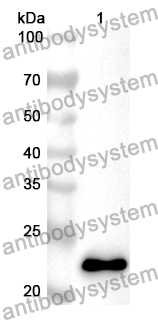 Anti-Mouse CTSH Polyclonal Antibody