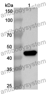 Anti-Mouse C1QTNF9 Polyclonal Antibody