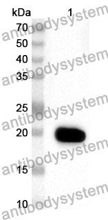 Anti-Mouse GLI2 Polyclonal Antibody