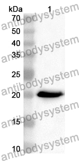 Anti-Mouse CCL3/MIP-1-alpha Polyclonal Antibody