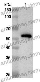 Anti-Mouse CD117/KIT Polyclonal Antibody