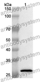 Anti-Mouse CD28 Polyclonal Antibody