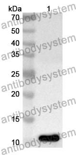 Anti-Mouse CLU Polyclonal Antibody