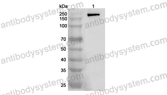 Anti-Mouse CD143/ACE Polyclonal Antibody