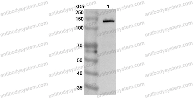 Anti-Mouse CD324/CDH1 Polyclonal Antibody