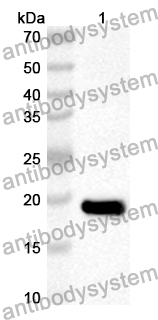 Anti-Mouse CCL4/MIP-1-beta Polyclonal Antibody