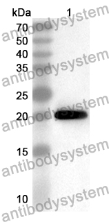 Anti-Mouse CCL5/RANTES Polyclonal Antibody