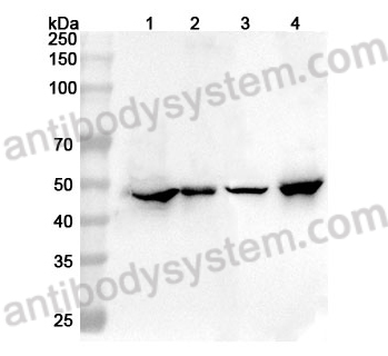 Anti-Mouse GFAP Polyclonal Antibody