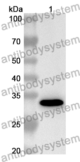 Anti-Mouse CD62L/SELL Polyclonal Antibody