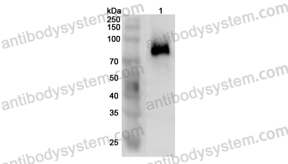 Anti-Mouse CD62L/SELL Polyclonal Antibody