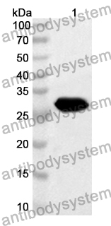 Anti-Mouse HGF Polyclonal Antibody