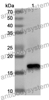 Anti-Mouse FABP4 Polyclonal Antibody