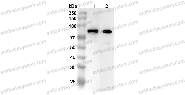 Anti-Mouse CD155/PVR Polyclonal Antibody