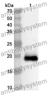 Anti-Mouse FOLR1 Polyclonal Antibody