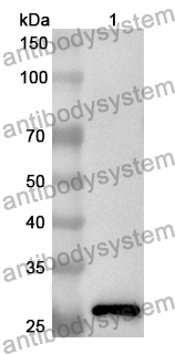 Anti-Mouse CD140a/PDGFRA Polyclonal Antibody