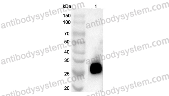 Anti-Mouse CRISP2 Polyclonal Antibody