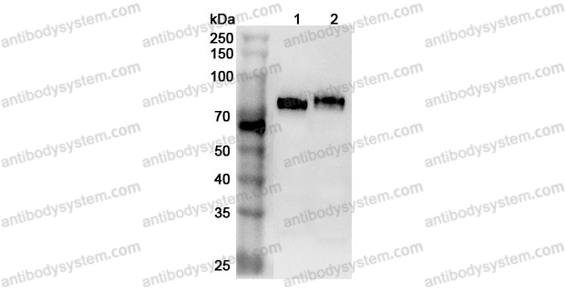 Anti-Mouse CD36 Polyclonal Antibody