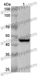 Anti-Mouse IFNAR1 Polyclonal Antibody