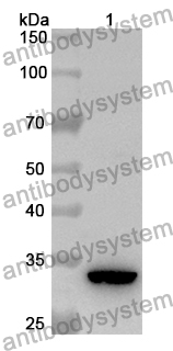 Anti-Mouse CD105/ENG Polyclonal Antibody