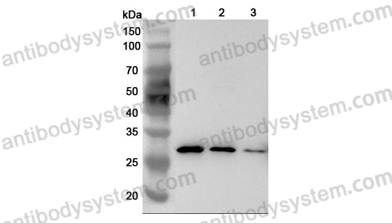 Anti-Mouse LGALS3/Galectin-3 Polyclonal Antibody