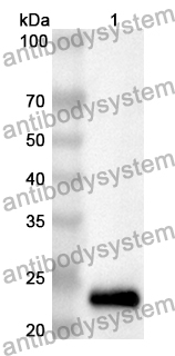 Anti-Mouse FLT1/VEGFR1 Polyclonal Antibody