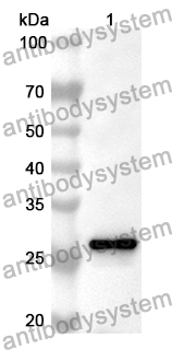 Anti-Mouse EPOR Polyclonal Antibody