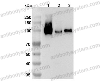 Anti-Mouse CD106/VCAM1 Polyclonal Antibody