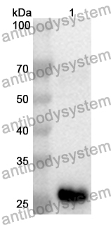 Anti-Mouse CD33 Polyclonal Antibody