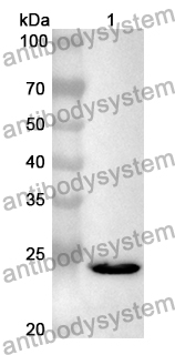 Anti-Mouse CD22 Polyclonal Antibody