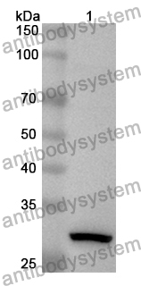 Anti-Mouse CD120b/TNFRSF1B/TNFR2 Polyclonal Antibody